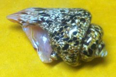 Glass art3