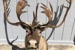 Taxidermy16