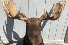 Taxidermy17