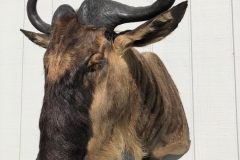 Taxidermy18