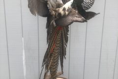 Fighting pheasants2