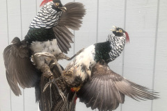 Fighting pheasants1