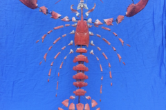 Main Lobster1