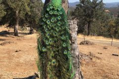 Mounted Peacock1
