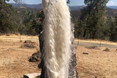Mounted Peacock2