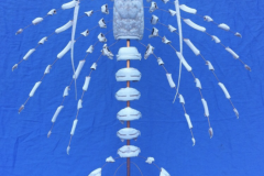 Spiny Lobster1