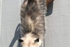 taxidermy-10-rotated
