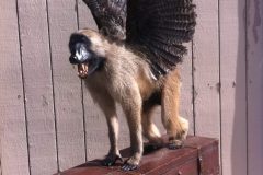 taxidermy1