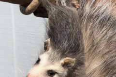 taxidermy-10-rotated-2