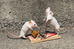 taxidermy14