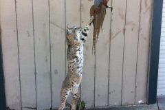 taxidermy2