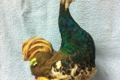 taxidermy4