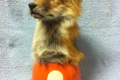 taxidermy5