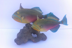 Taxidermy7