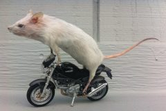 taxidermy8