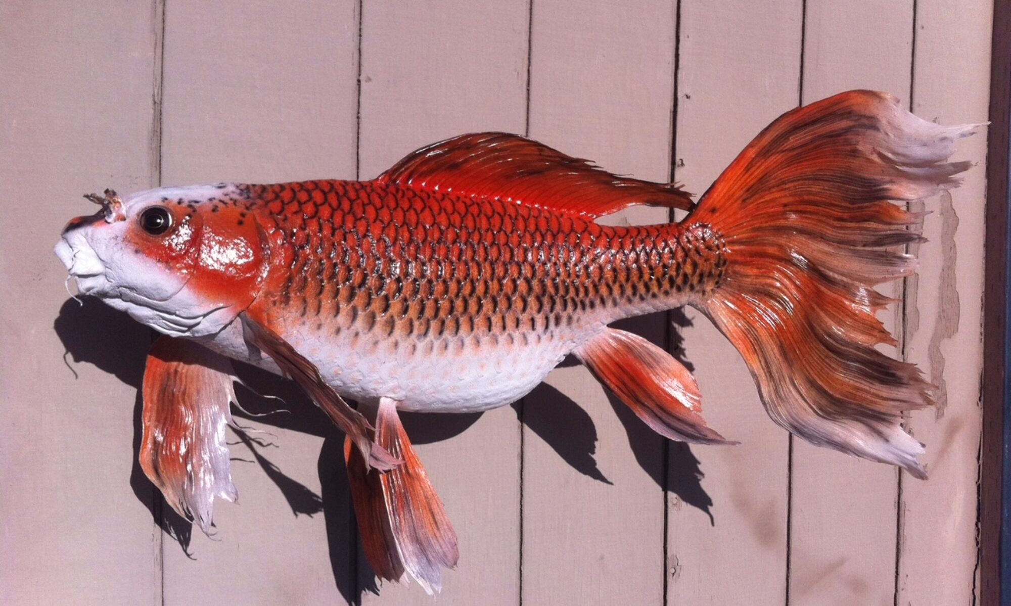 Cropped Taxidermy3